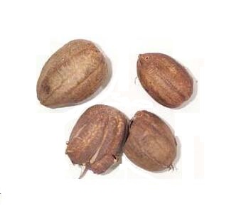 馬兜鈴(北馬兜鈴) ARISTOLOCHIAE FRUCTUS