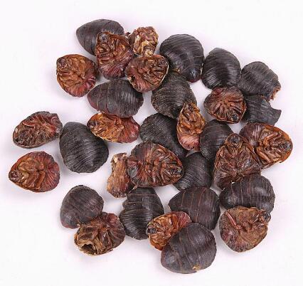 土鱉蟲(chóng)(地鱉) EUPOLYPHAGA STELEOPHAGA