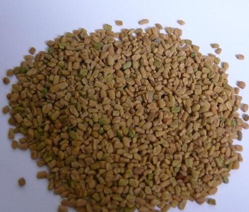 葶藶子(獨(dú)行菜) Lepidium apetalum Willd